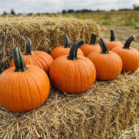 Secretariat, (F1) Pumpkin Seeds - Packet image number null